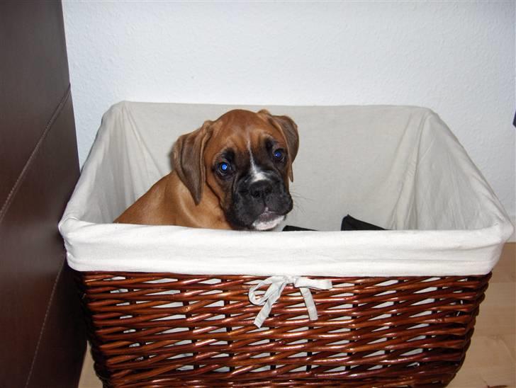 Boxer Enya - Yes, fundet!!.. kurven med legetøjet.. hehe billede 16