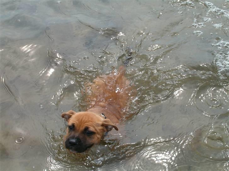 Staffordshire bull terrier Solo billede 10