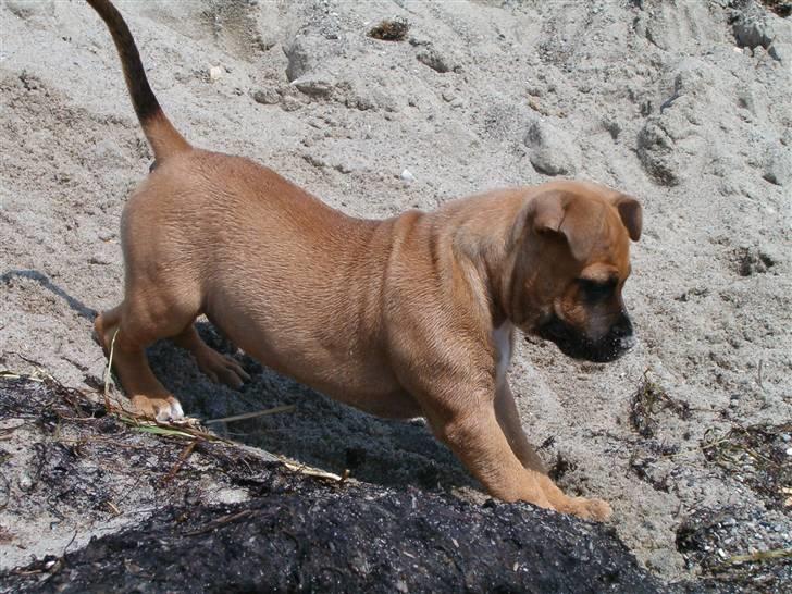 Staffordshire bull terrier Solo billede 11