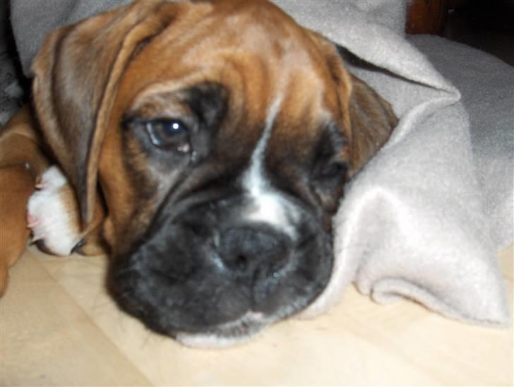 Boxer Enya - hva så´...  billede 17