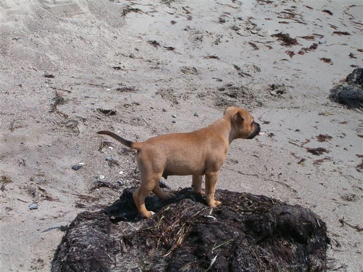 Staffordshire bull terrier Solo billede 12