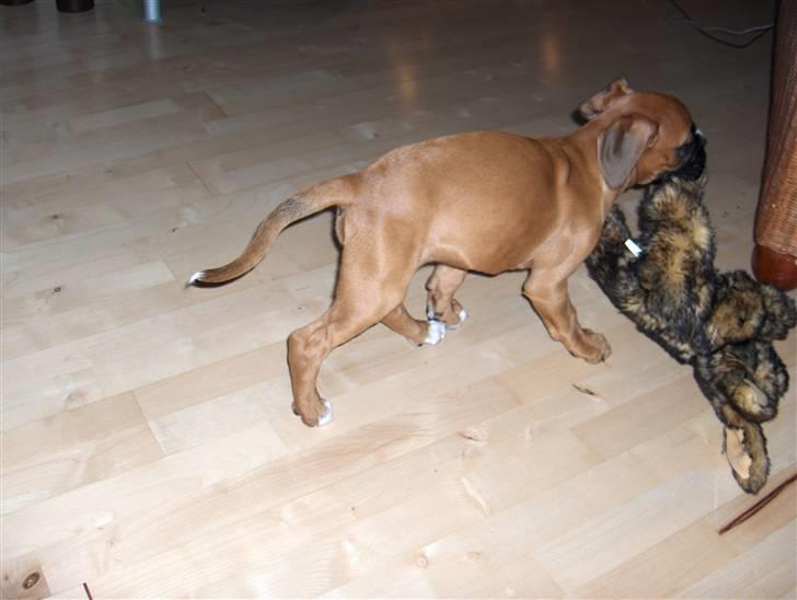 Boxer Enya - Meget glad for min kanin - slæber den lige gennem stuen her. billede 18