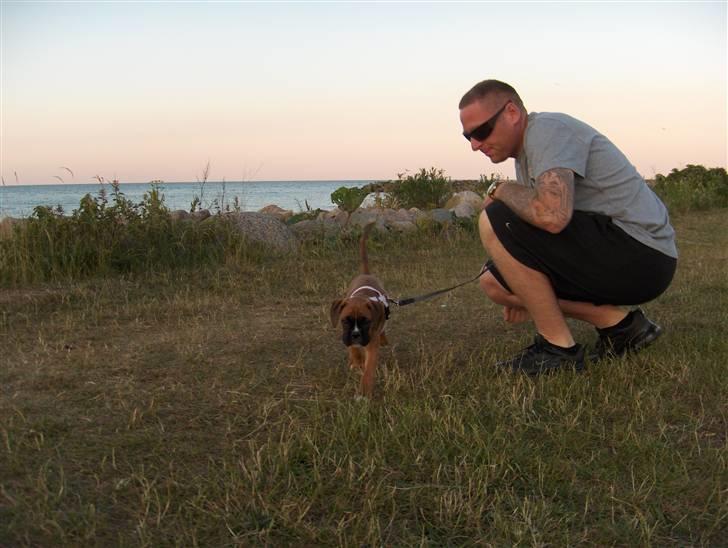 Boxer Enya - aften tur på stranden billede 19