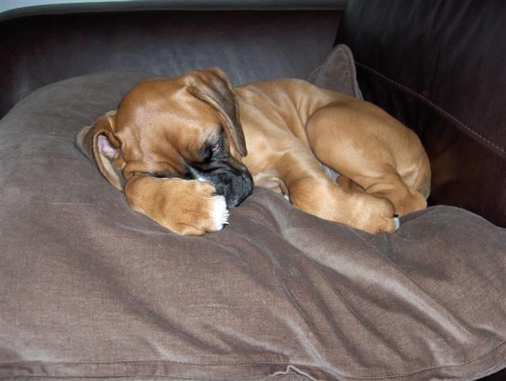 Boxer Enya - "hvis jeg ikke kan se dig, kan du vel heller ikk se mig??".. titte bøh! c",) billede 20