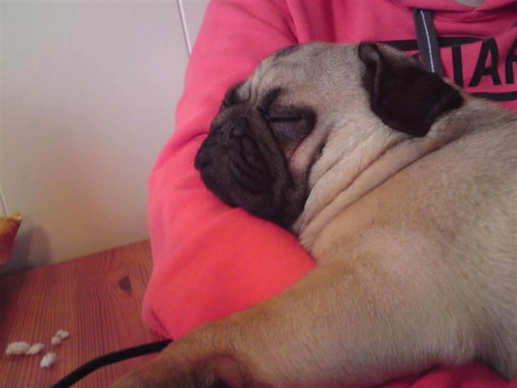 Mops Oda :) billede 1