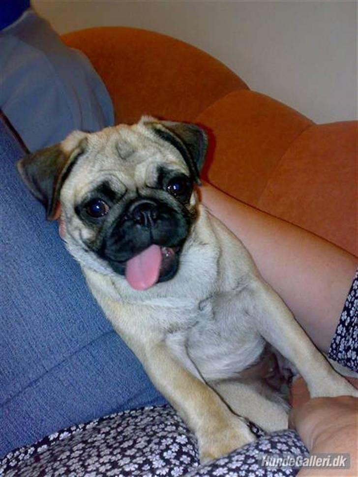 Mops Oda :) billede 2