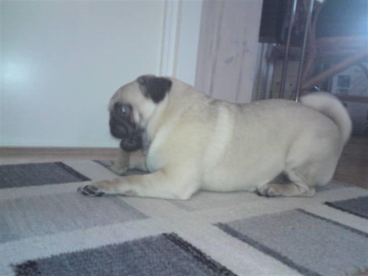 Mops Oda :) - Oda i sommerhus :) Hun ville bare ikke ligge stille, hver gang man gik hen mod hende, blev hun så glad ;D billede 3