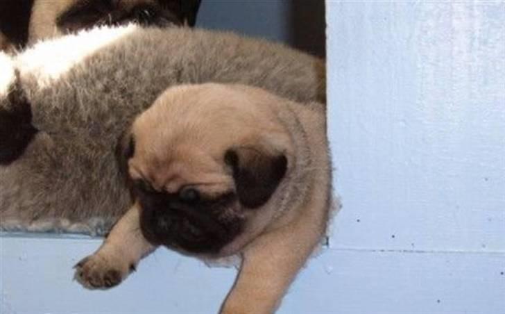 Mops Oda :) billede 4