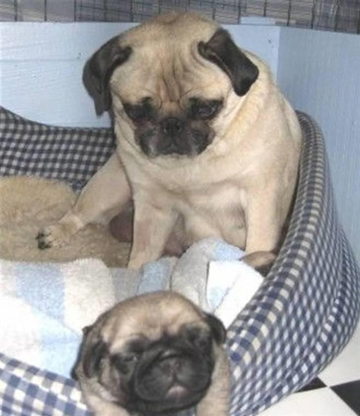 Mops Oda :) - Oda og hendes dejlig mor :)  billede 5