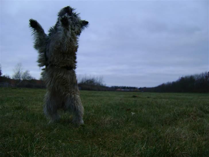 Cairn terrier Fie <3 *VIP* - Fie i fuld firspring :-) billede 17