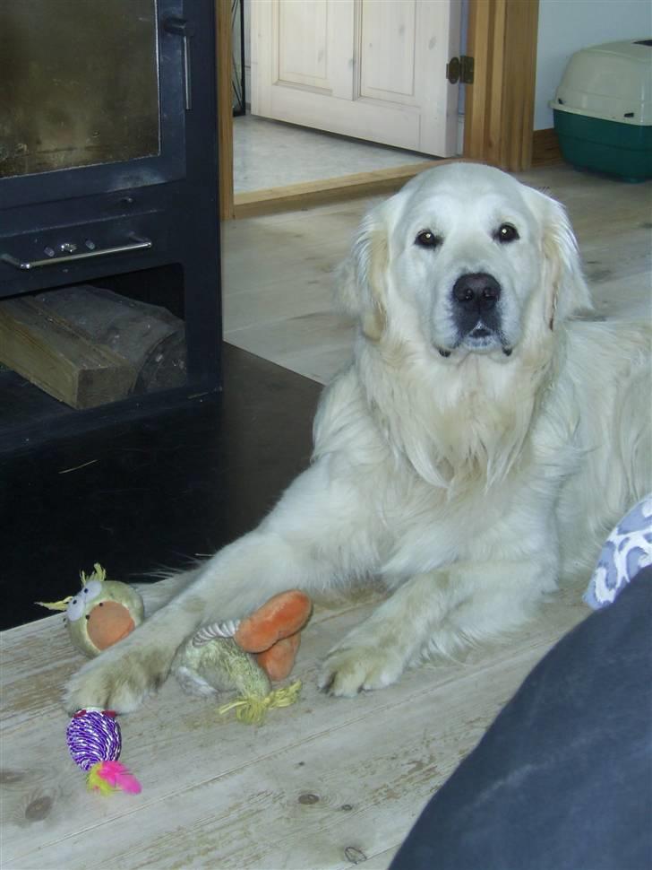 Golden retriever Bamse - Her er jeg blevet 3 år.... billede 18