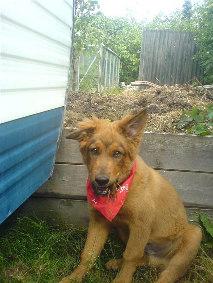 Blanding af racer bandit billede 13