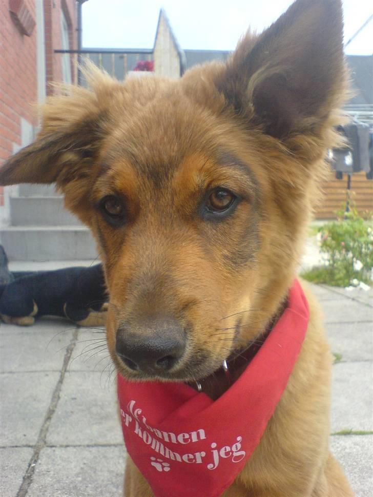 Blanding af racer bandit billede 14