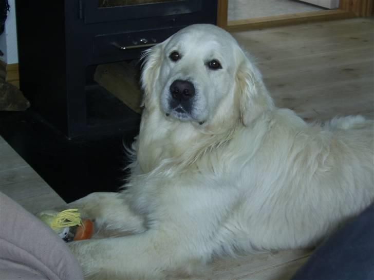 Golden retriever Bamse - Her er jeg blevet 3 år.... billede 19