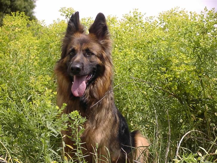 Schæferhund Slottes Sasja billede 12