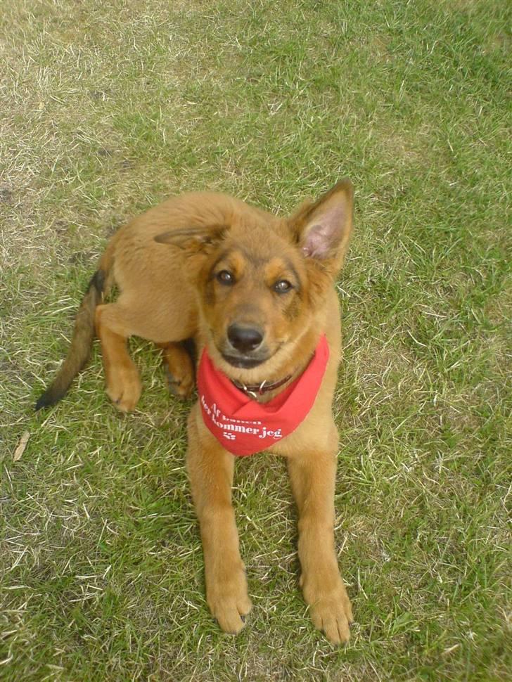 Blanding af racer bandit billede 15