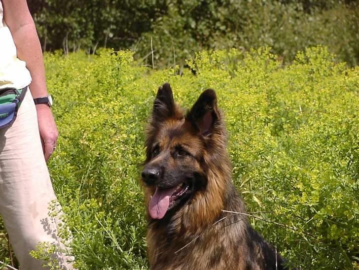 Schæferhund Slottes Sasja billede 13