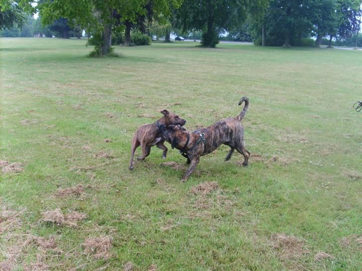 Boerboel Anasha Zanto - Lege er super. billede 12