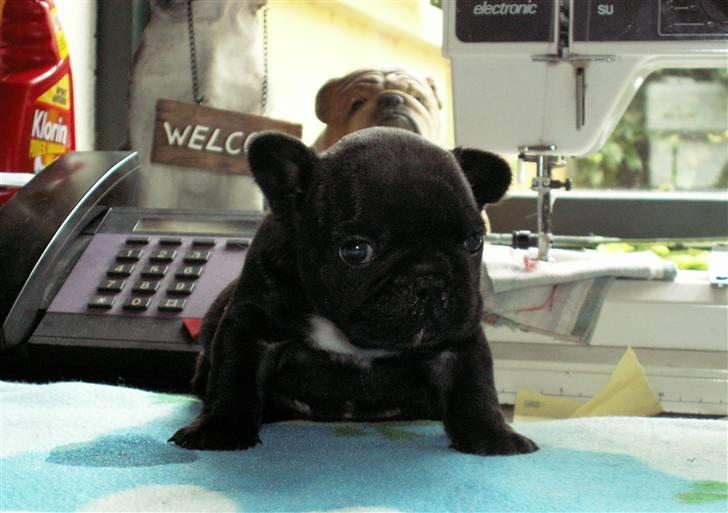 Fransk bulldog BlanceNoir'sEllieElegante - Ellie 4 uger - Foto: Winnie Nina Kongsnæs billede 4