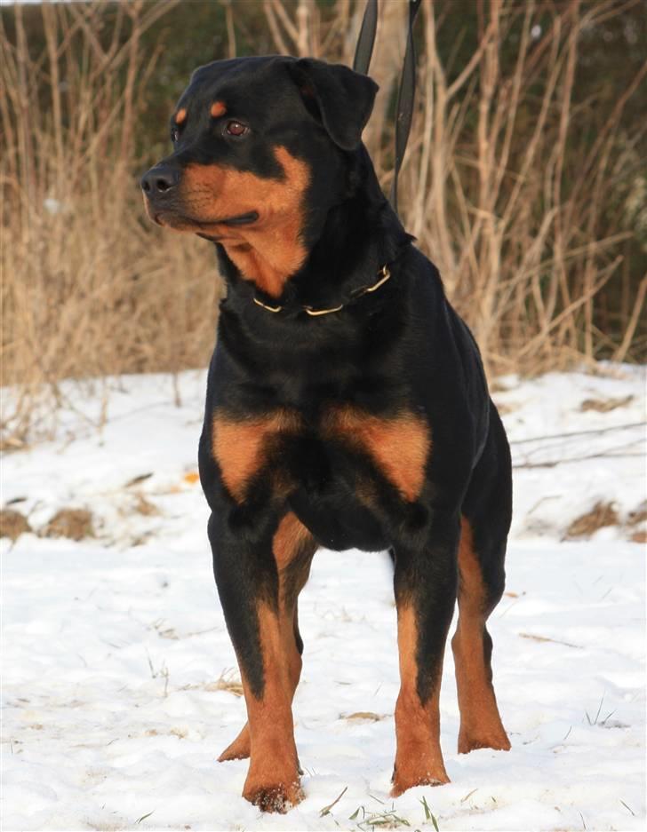 Rottweiler Odine Vom Rangau *død* billede 15