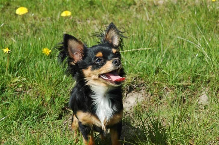 Chihuahua Prada billede 15