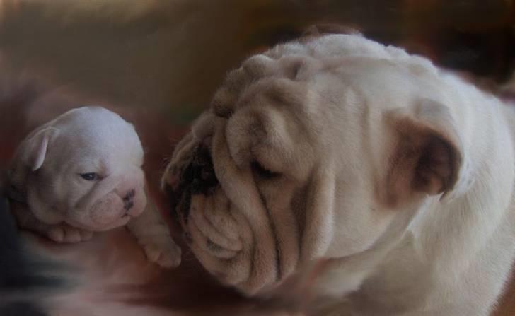 Engelsk bulldog Aaron - Aaron med sin datter Bertie billede 3