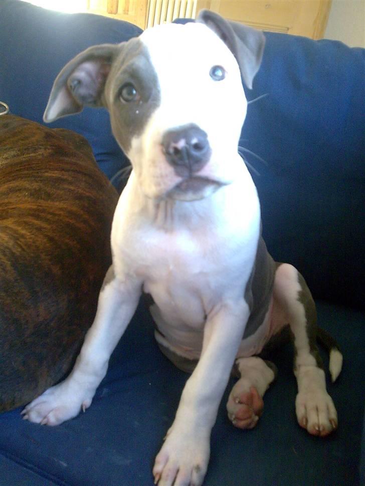 Amerikansk staffordshire terrier $ Amy $ R.I.P billede 7