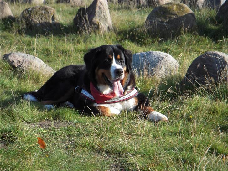 Berner sennenhund balou - er vi i lindholm høje .... mon der er nogle får her oppe jeg kan passe på :-) billede 16