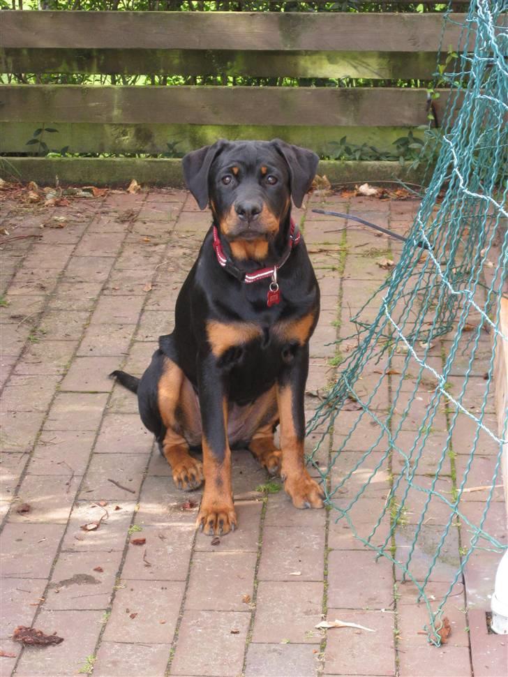 Rottweiler Kita billede 1