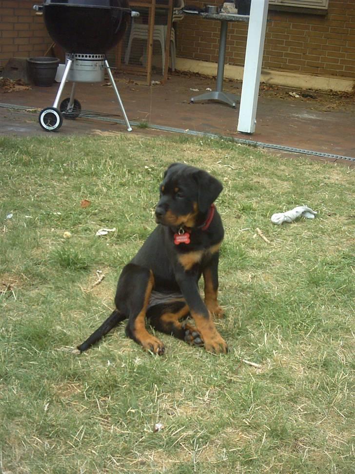 Rottweiler Kita billede 2