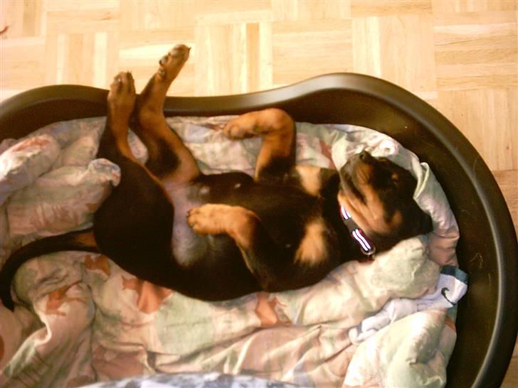 Rottweiler Kita billede 3