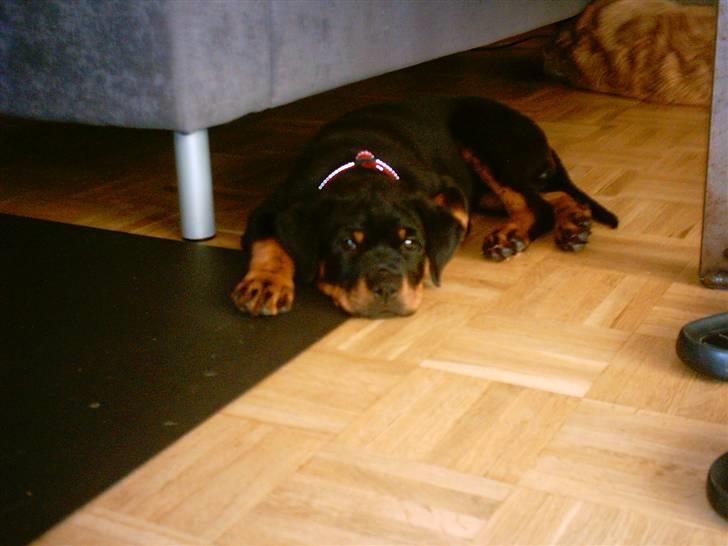 Rottweiler Kita billede 4