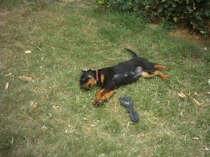 Rottweiler Kita billede 5
