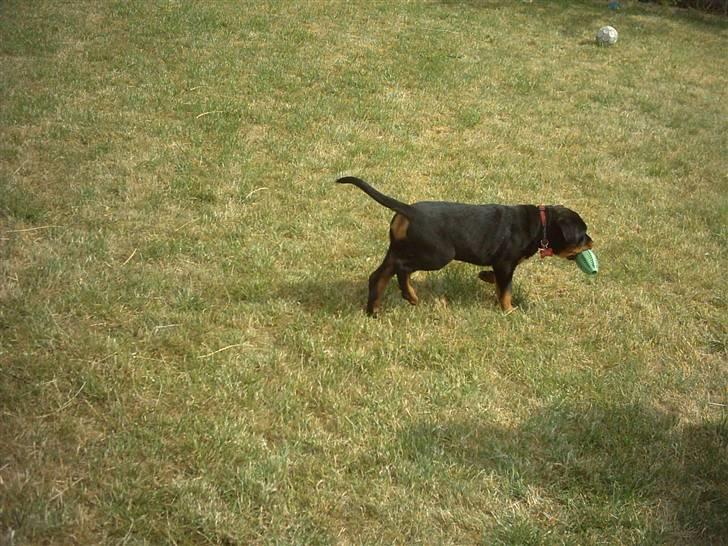 Rottweiler Kita billede 6