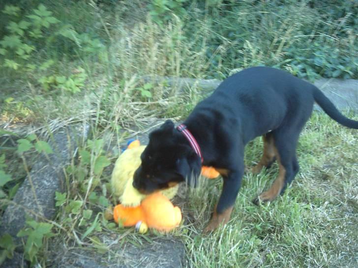 Rottweiler Kita billede 7