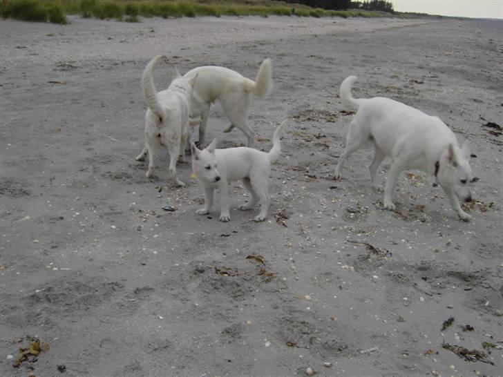 Hvid schæfer Tikka - Ej hvor spændende, hvad mon vi skal her? billede 9