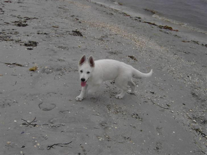 Hvid schæfer Tikka - Hvor blev de af mor? billede 10