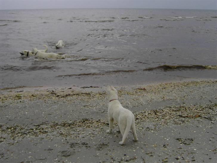 Hvid schæfer Tikka - Hjælpe mor...De forsvinder, jeg tror ikke jeg kan svømme billede 11