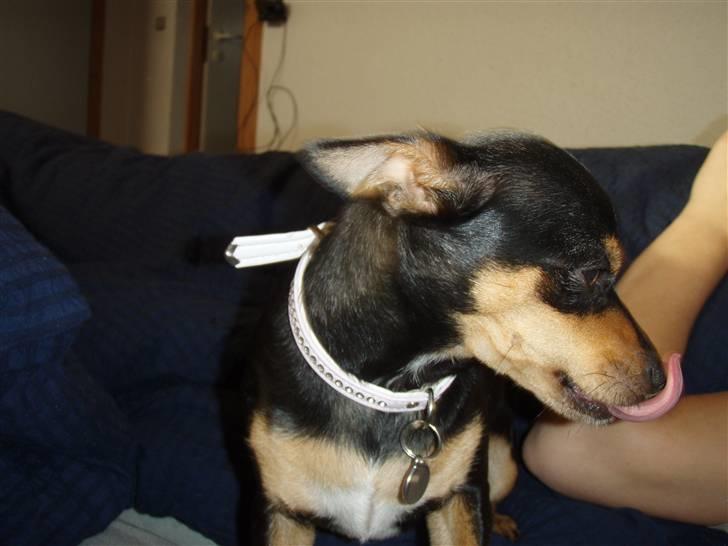 Blanding af racer Julle - Haha!! Godt Billed ! billede 18