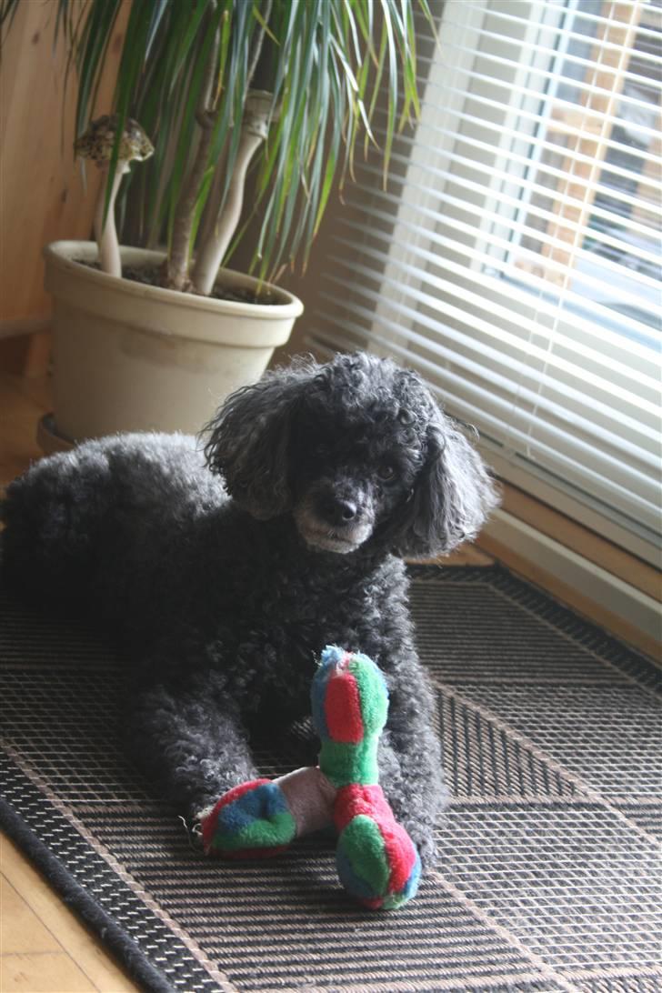 Dværgpuddel Little Black Whisky *Død* billede 1