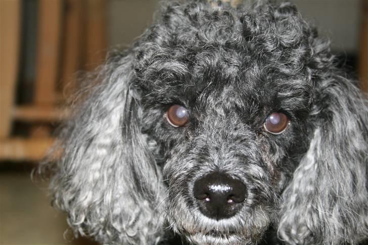 Dværgpuddel Little Black Whisky *Død* billede 2