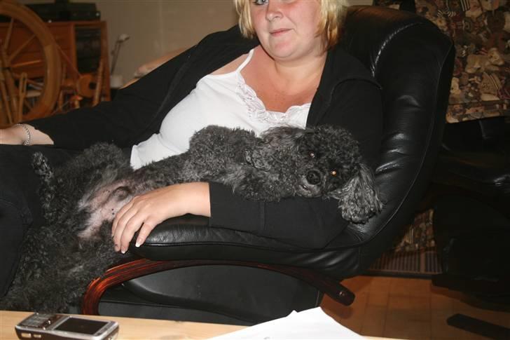 Dværgpuddel Little Black Whisky *Død* - Her ligger jeg hos storesøster Christina. billede 3
