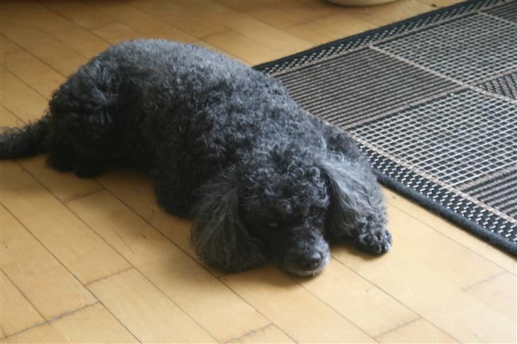 Dværgpuddel Little Black Whisky *Død* billede 4