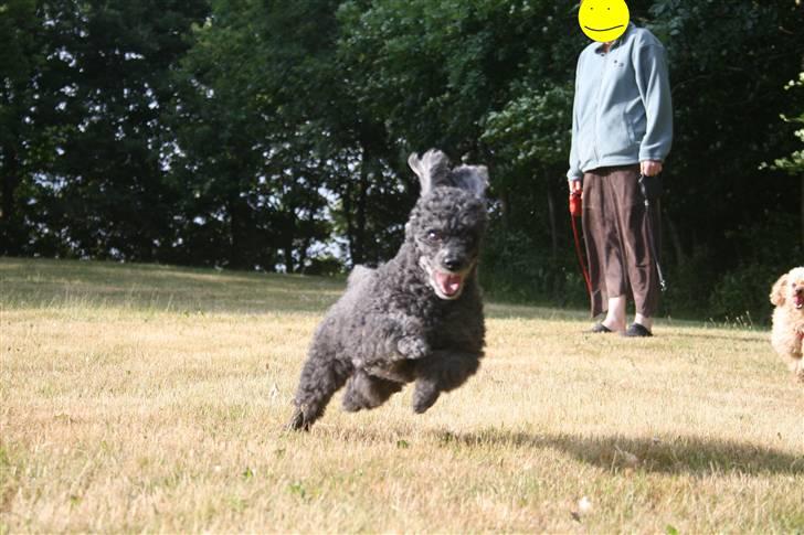 Dværgpuddel Little Black Whisky *Død* billede 5