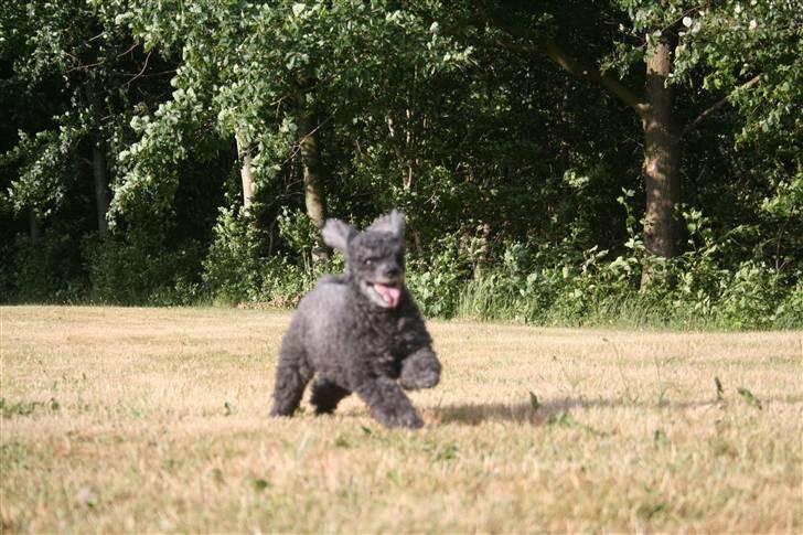 Dværgpuddel Little Black Whisky *Død* billede 6