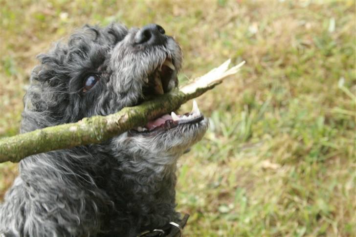 Dværgpuddel Little Black Whisky *Død* billede 7