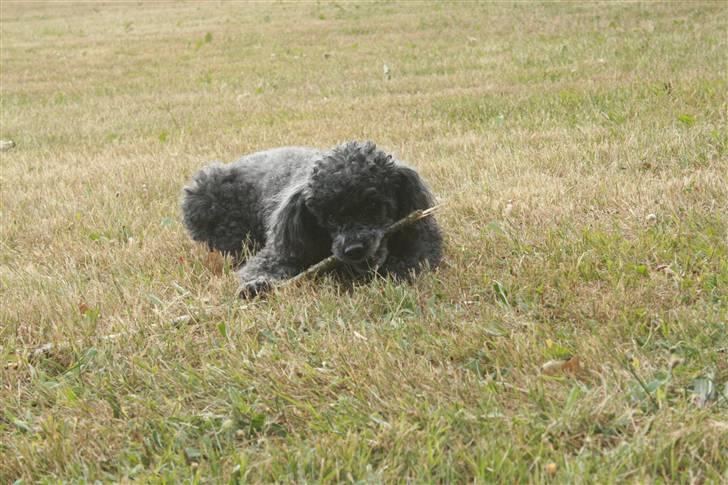 Dværgpuddel Little Black Whisky *Død* billede 8