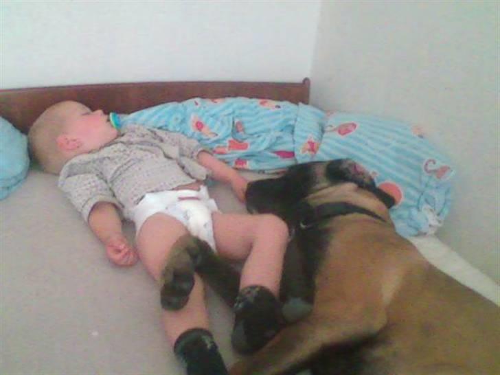 Blanding af racer Maggie *Solgt* himmelhund - lige en lille middagslur ;-) billede 4