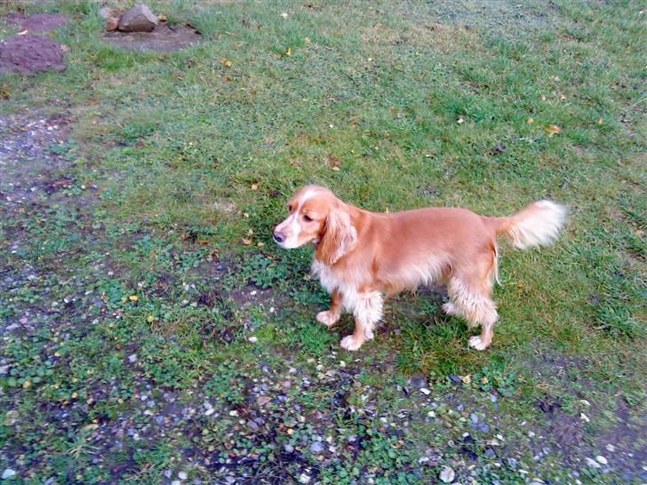 Blanding af racer Honey - Honey billede 14