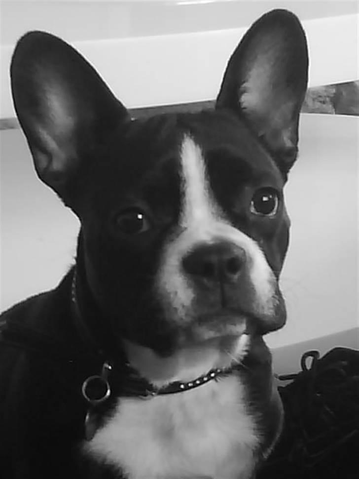 Fransk bulldog Chilla billede 12